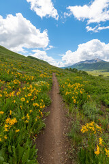Wildflower Path Mountains