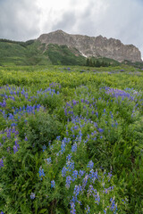 Wildflowers and mountains