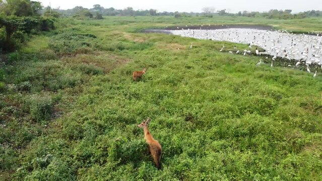 Marsh deer near a pond full of birds (Jabirus and Wood storks) in Pantanal, filmed by drone with circular movement