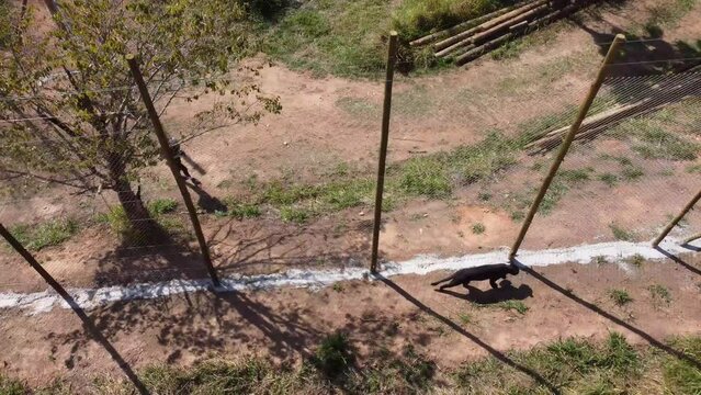 Black jaguar panther walking near fence filmed by drone