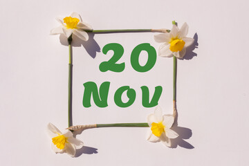 November 20th. Day of 20 month, calendar date. Frame from flowers of a narcissus on a light background, pattern. View from above. Summer month, day of the year concept