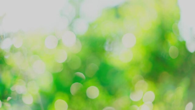 Abstract Blurred image of green nature background with soft light