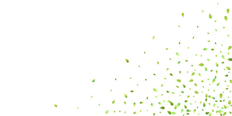 Leaves Green Falling Flying Foliage Leaf Tea Mint