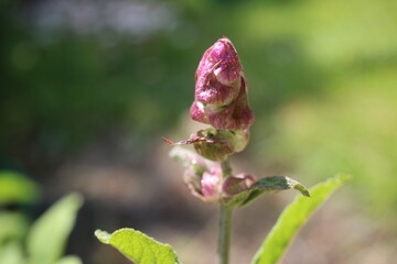 Szałwia lekarska sage Salvia officinalis herbs