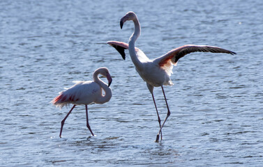 Obraz premium Fenicottero rosa, Phoenicopterus roseus Pallas