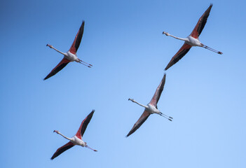 Fenicottero rosa, Phoenicopterus roseus Pallas