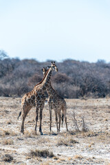 Naklejka na ściany i meble Two Angolan Giraffe - Giraffa giraffa angolensis- standing on the planes of Etosha National Park, Namibia.