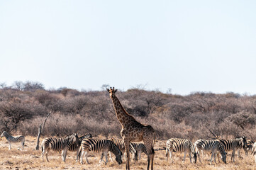 Closeup of the neck of an Angolan Giraffe - Giraffa giraffa angolensis- standing on the plains of Etosha National Park, amid a group of Burchell's Plains zebra -Equus quagga burchelli.