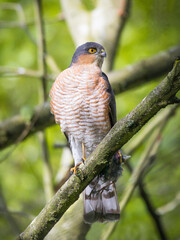 Sparrowhawk with prey.