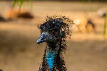 Zelfklevend Fotobehang ostrich head close up © AlexTow