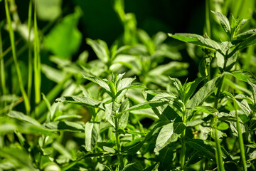 Mint leaves close up. Growing peppermint bushes, ingredient and spice for food and drinks. Refreshing smell.