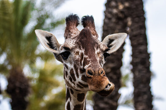 portrait of a giraffe