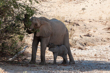 Closeup of a mother desert elephant feeding her calf in northern Namibia