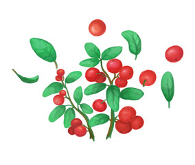 crunberry fruits on the branch. set