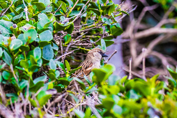 sparrow  on a branch