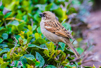 sparrow on a branch