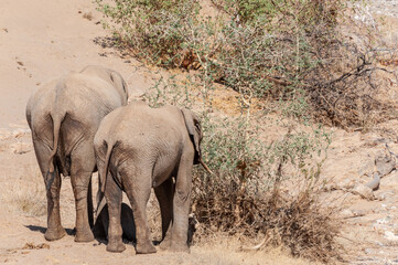 Closeup of two African Desert Elephant - Loxodonta Africana- wandering in the desert in North Western Namibia.