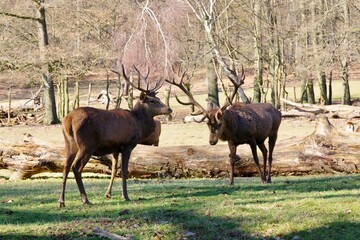 Fototapeta premium Rothirsche