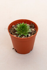 Front view of succulent species with isolated background.