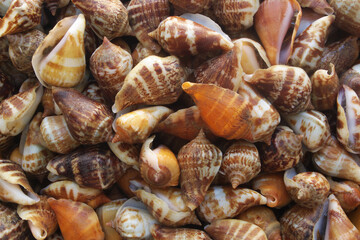 Seashells as background, many sea snails mixed	