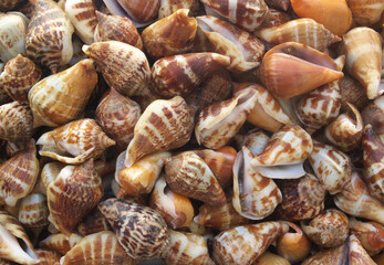 Seashells as background, many sea snails mixed	