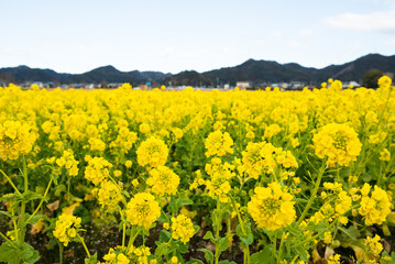 早春の南房総 鴨川の菜な畑ロード 青空のもと満開の菜の花が一面に輝く