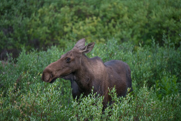 Wild Moose in a Meadow in Colorado