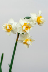 Close-up shot of orchid with white and yellow leaves, isolated with selective focus.