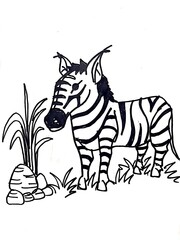 zebra