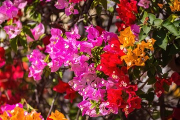 Large bouganvillea floral display of pink red and purple in the tropics