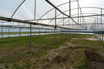 Fototapeta premium Image of grown crops taken from inside the greenhouse.