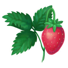 strawberry fruits on the branch. isolated