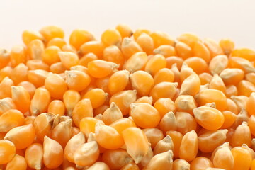 dried corn on wooden plate for cooking popcorn ingredient