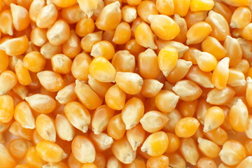 dried corn on wooden plate for cooking popcorn ingredient