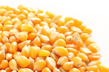 dried corn on wooden plate for cooking popcorn ingredient