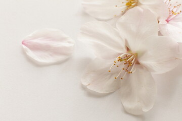 Plakat close up of Japanese cherry blossom on white background with copy space