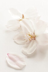 Fototapeta na wymiar close up of Japanese cherry blossom on white background with copy space