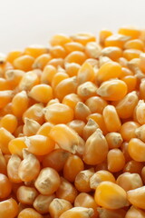 dried corn on wooden plate for cooking popcorn ingredient