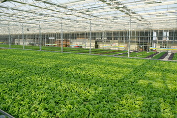 Almaty / Kazakhstan - 12.24.2018 : Growing lettuce and Basil in a large greenhouse. Harvest of fresh herbs for sale.
