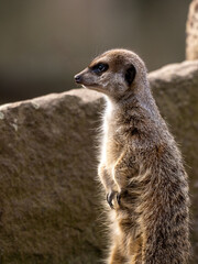 Erdmännchen