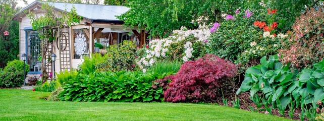 Piękny ogród z kwitnącą rabata pełna rododendronów , zielonej funki i fioletowego klona palmowego oraz z  zadbanym trawnikiem - obrazy, fototapety, plakaty