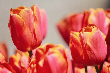 red tulip flower macro shot