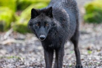Black wolf walking in the forest