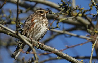 A Redwing, Turdus iliacus, enjoying the sunshine perched on a branch of a tree in winter.
