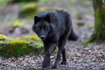 Black wolf walking in the forest © AB Photography