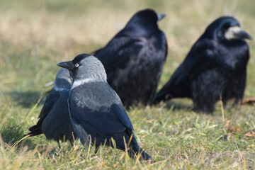 Jackdaws (Corvus monedula) and black crows on a green lawn in summer. Bird flock.