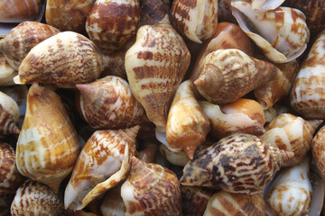 Snail seashells background	
