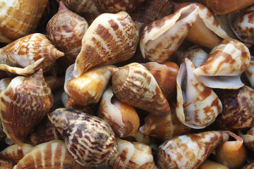 Seashells background, lots of sea snails mixed	