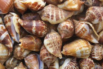 Many snail seashells, seafood background