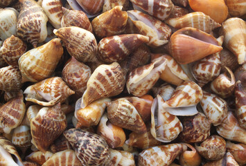 Snail seashells background	